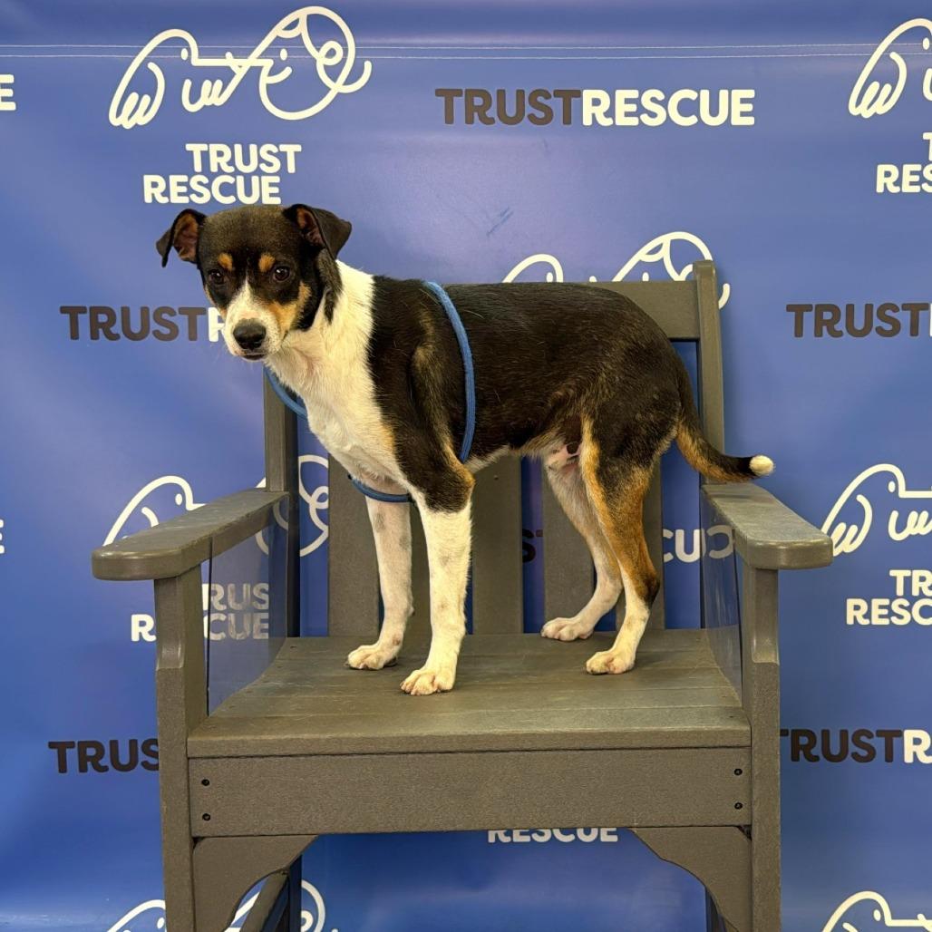 Enlarge PUFFIN, a Adoptable mixed breed in Atco, NJ image 5/6