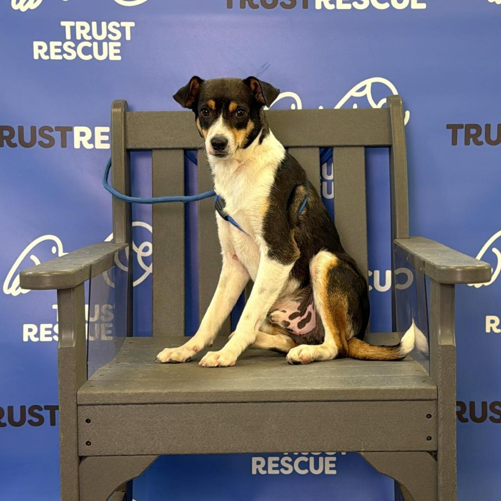 Enlarge PUFFIN, a Adoptable mixed breed in Atco, NJ image 6/6
