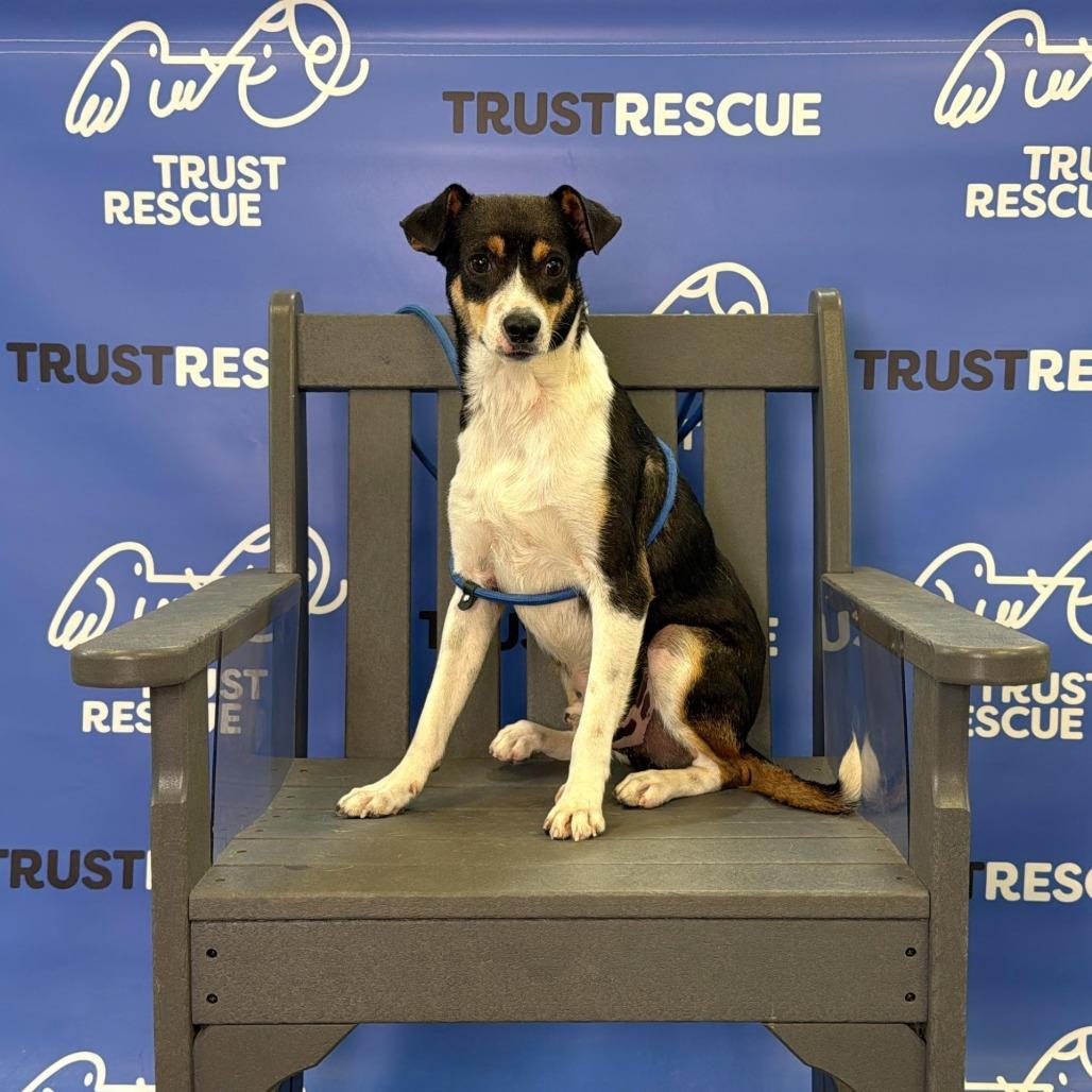Enlarge PUFFIN, a Adoptable mixed breed in Atco, NJ image 1/6
