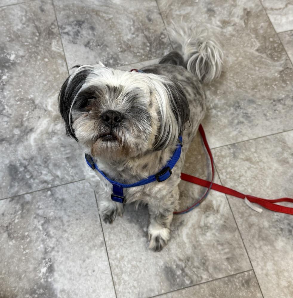 ASPEN, Adopted, Adult Male Shih Tzu.