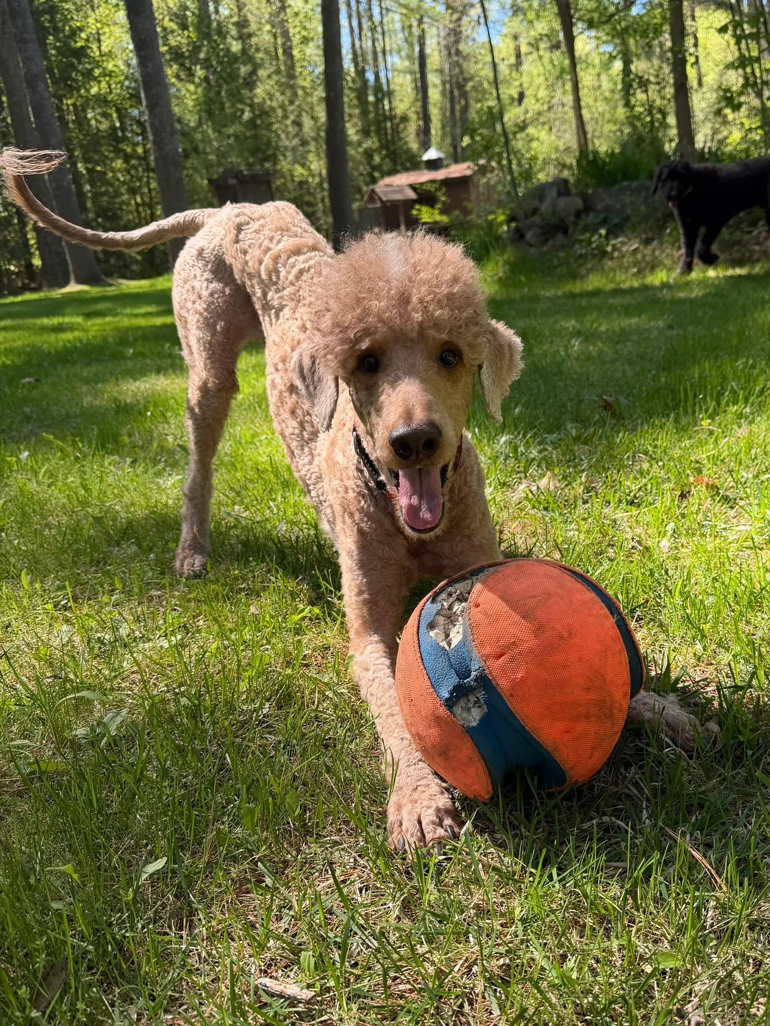 Enlarge Cinnamon, an adoptable Standard Poodle in Calabogie , ON image 1/3