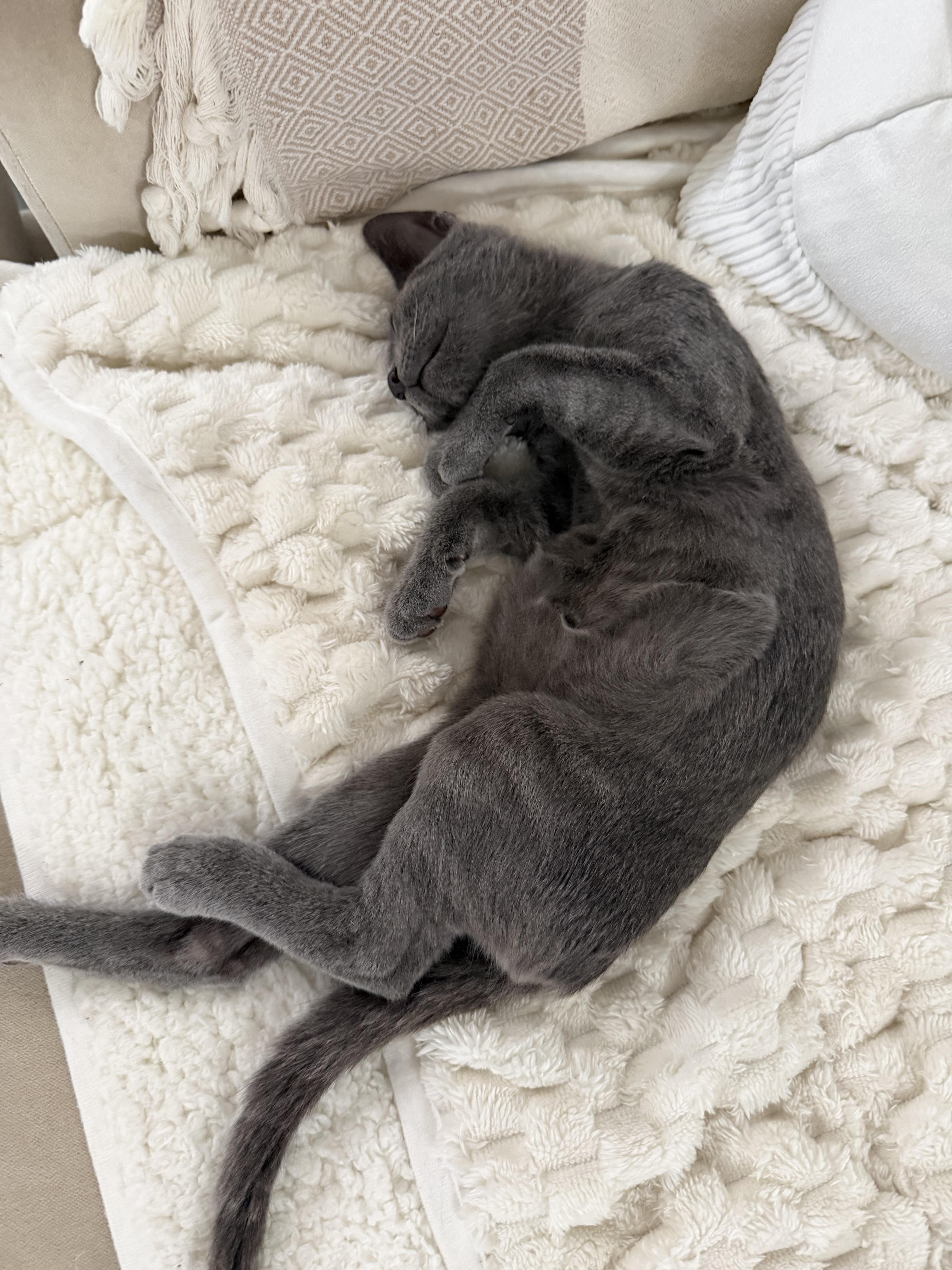 Enlarge Smokey, a ADOPTABLE mixed breed in Venice, CA image 2/2