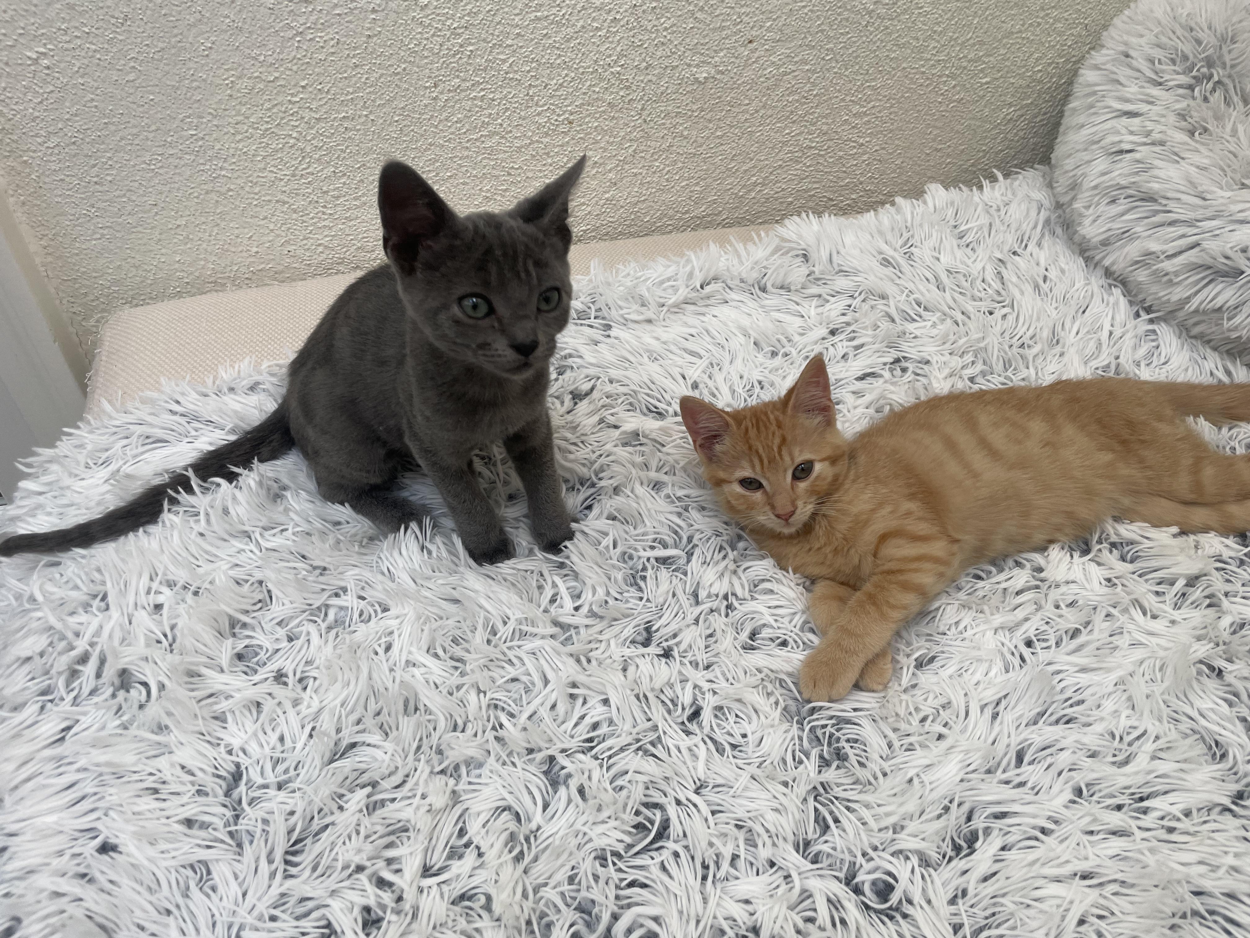 Smokey, ADOPTABLE, Kitten Male Russian Blue & Domestic Short Hair.