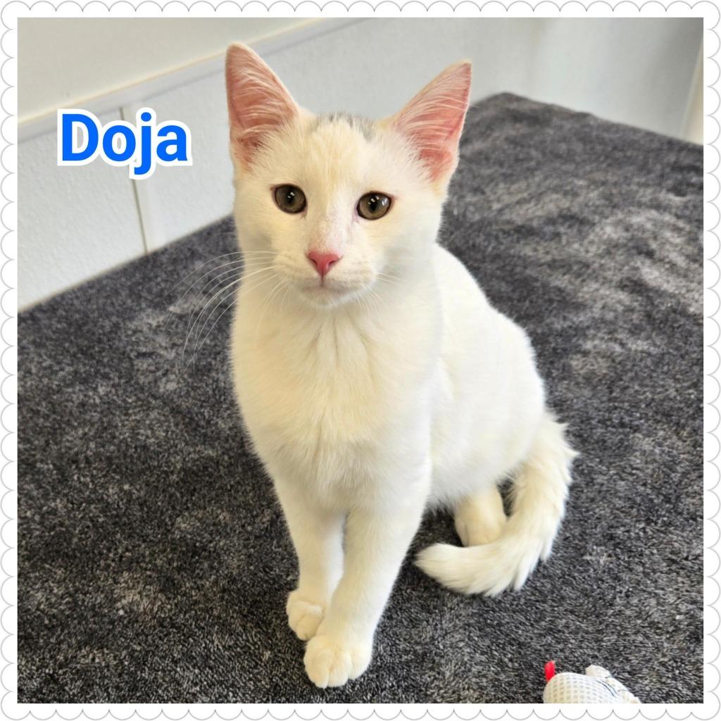 Doja, Adoptable, Kitten Male Domestic Short Hair.