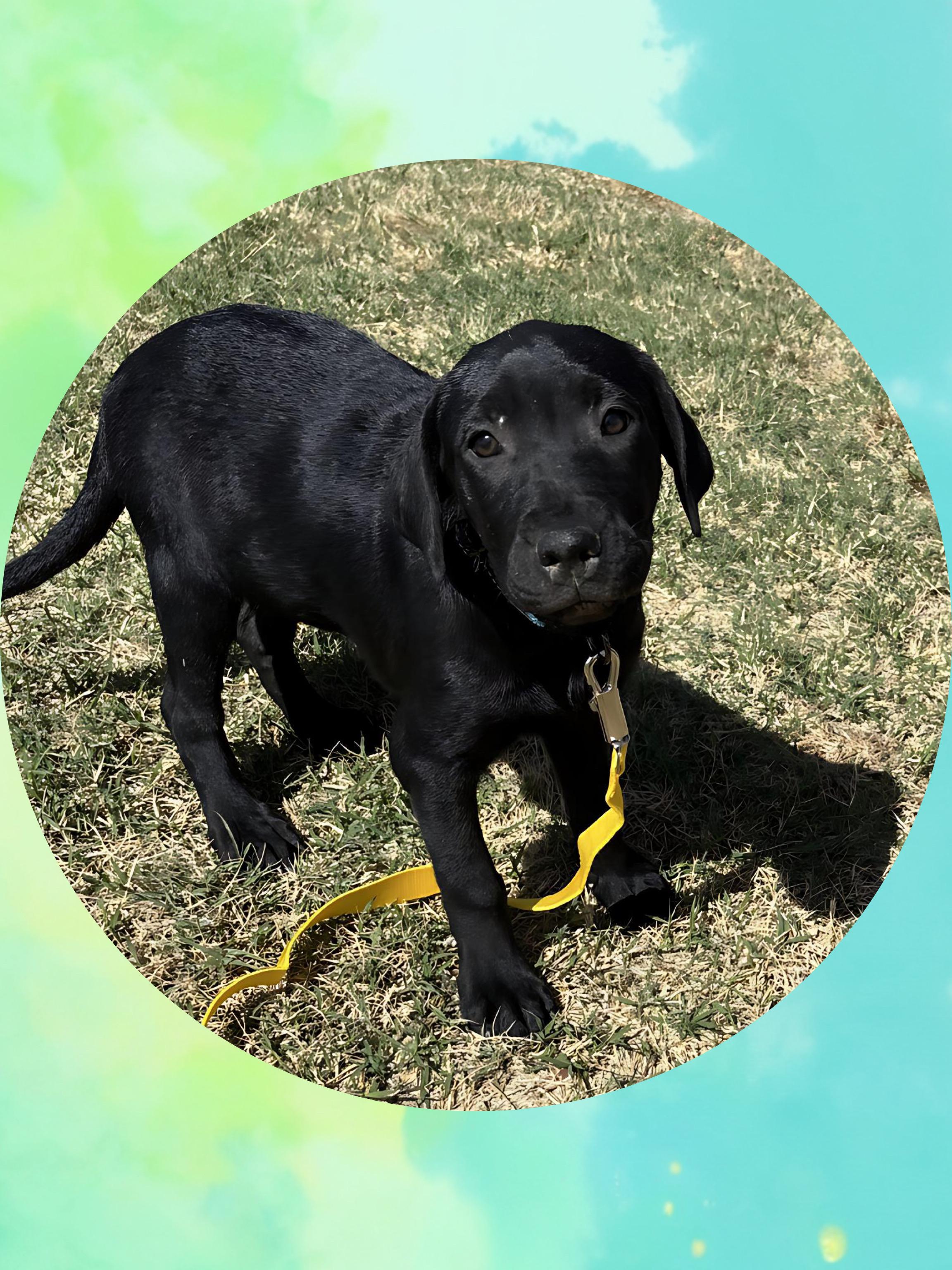 Enlarge PAISLEY PARK, a ADOPTABLE mixed breed in Queen Creek, AZ image 1/5