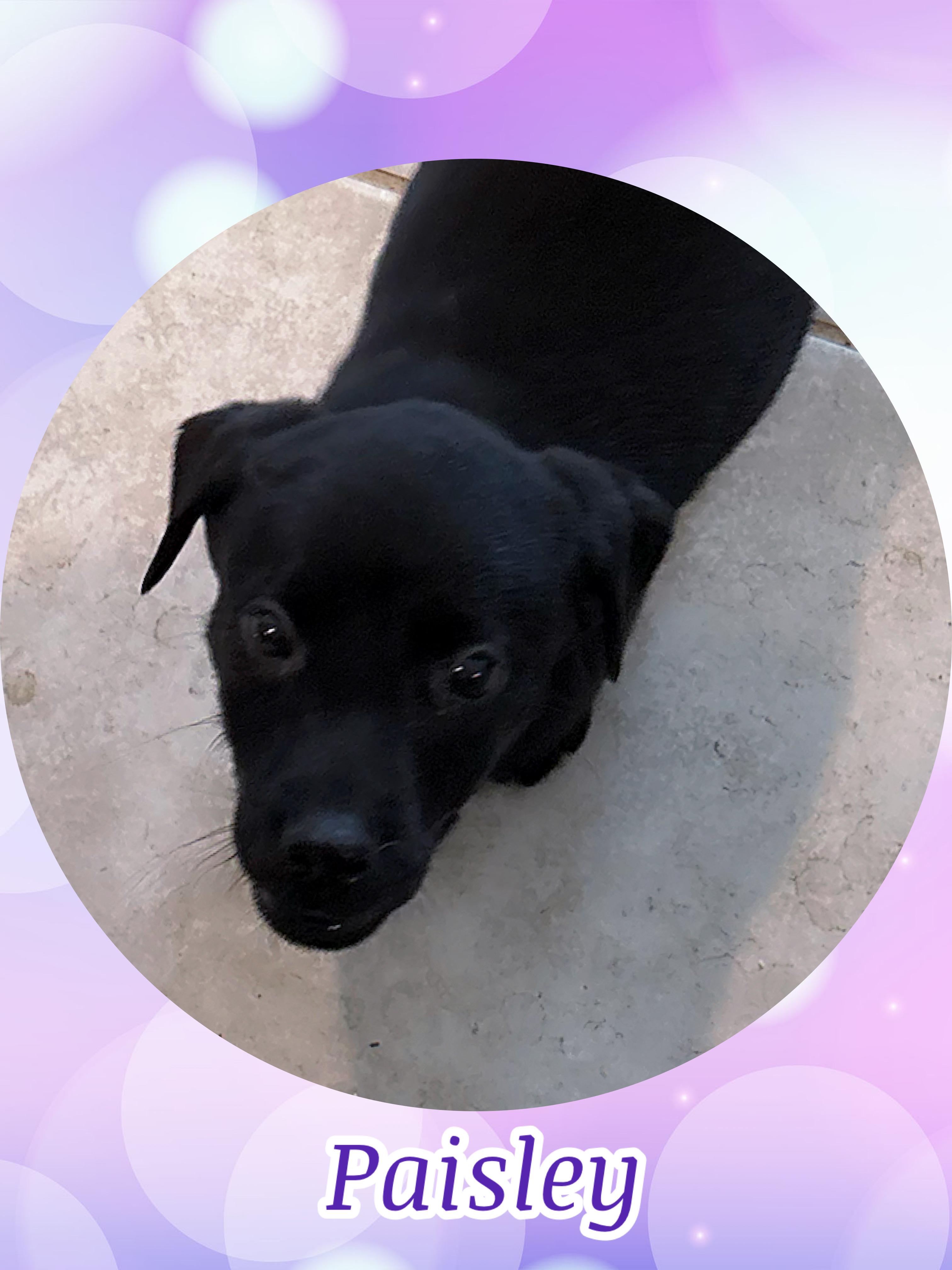 Enlarge PAISLEY PARK, a ADOPTABLE mixed breed in Queen Creek, AZ image 1/1