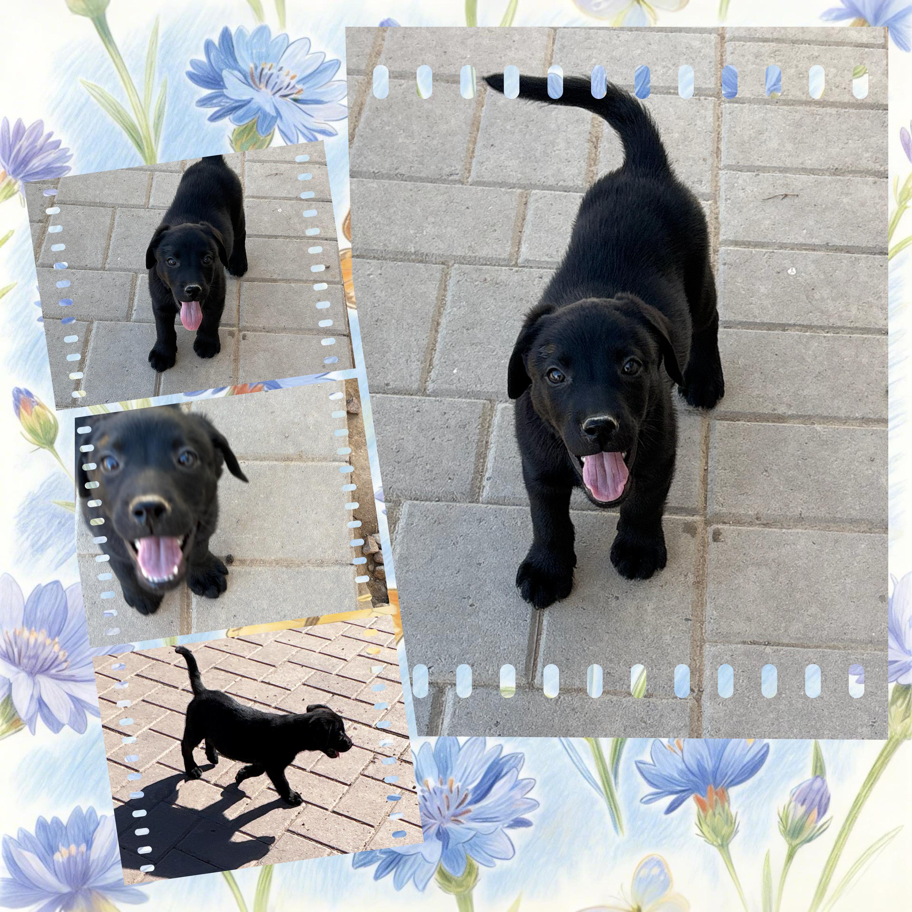 Enlarge PAISLEY PARK, a ADOPTABLE mixed breed in Queen Creek, AZ image 5/5