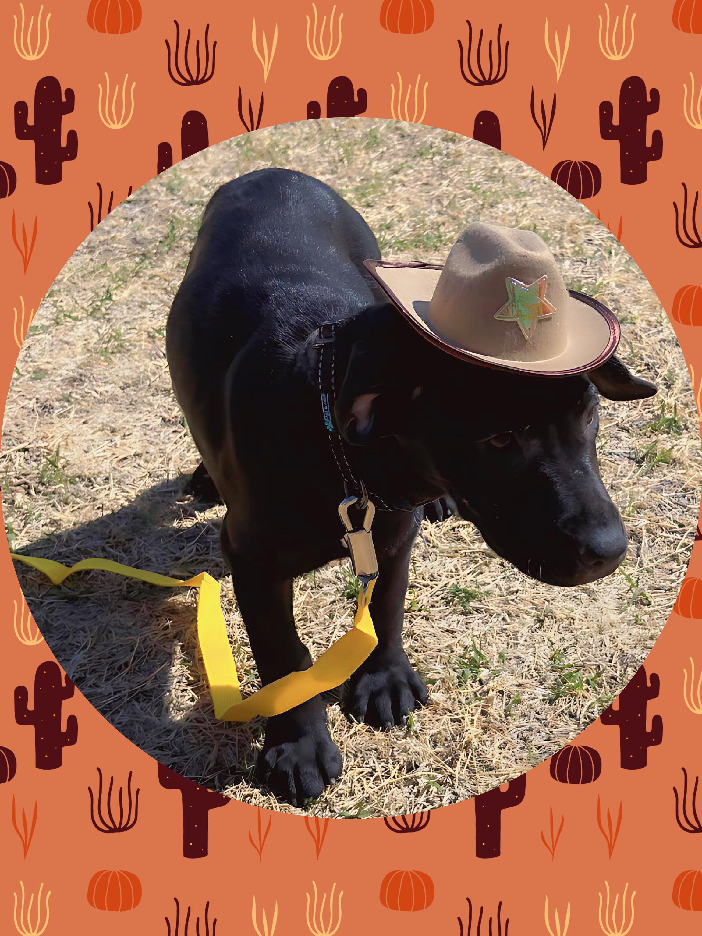 Enlarge PAISLEY PARK, a ADOPTABLE mixed breed in Queen Creek, AZ image 3/5