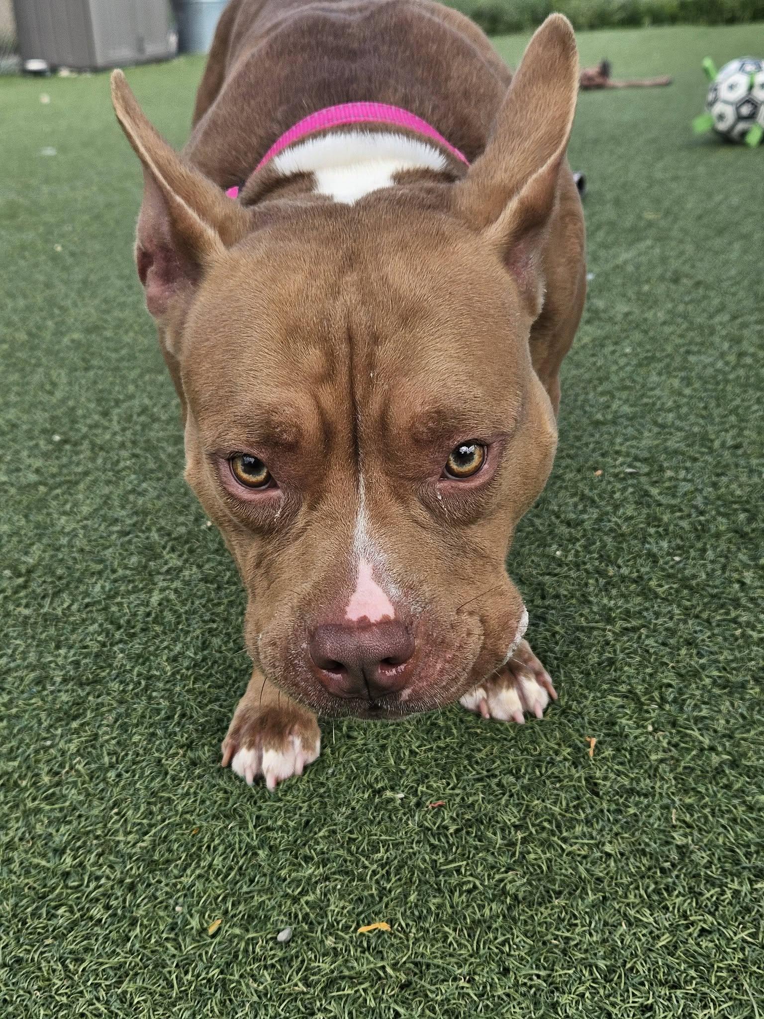 Enlarge Peaches, a Adopted mixed breed in Cleveland, OH image 3/4