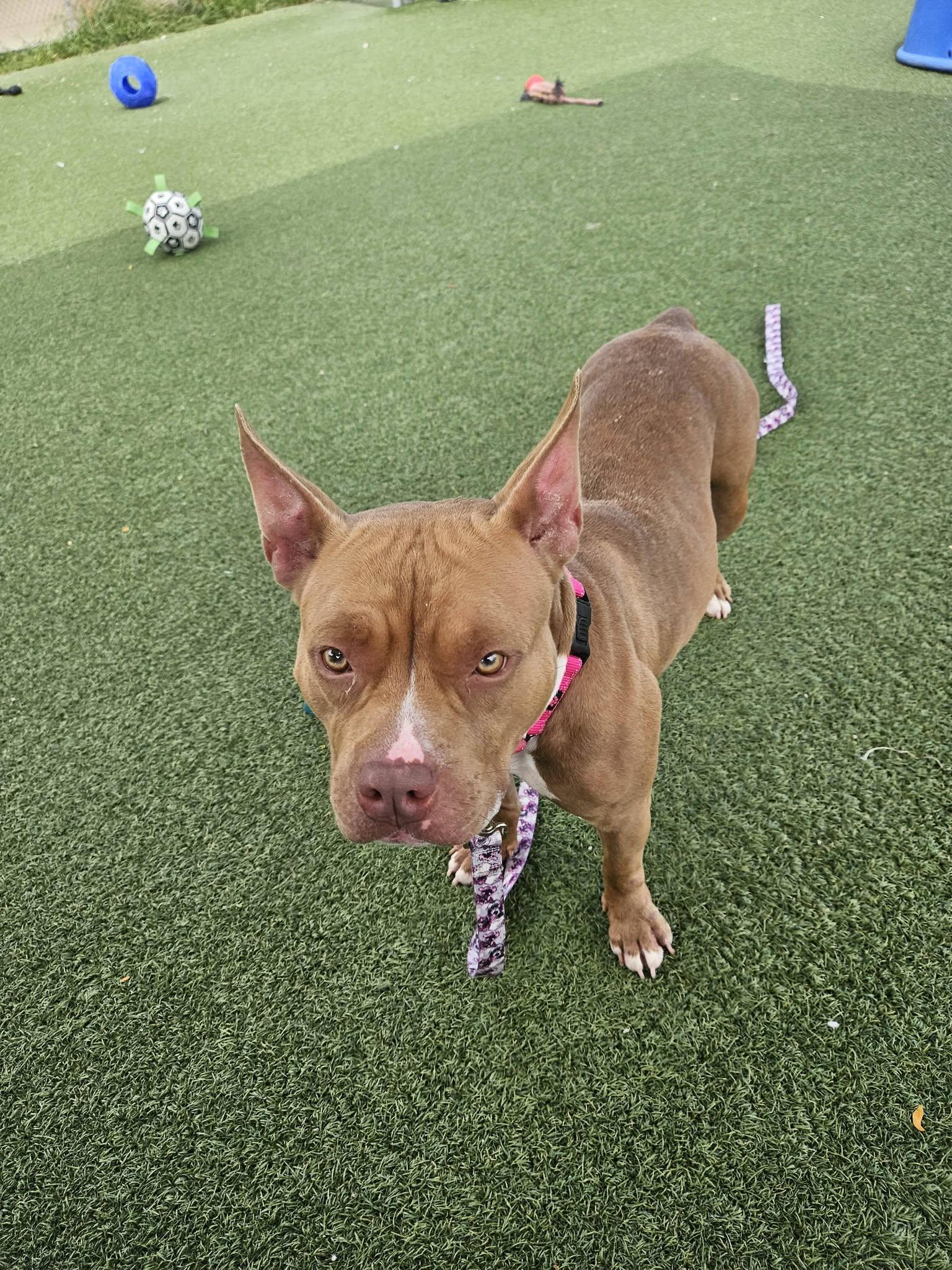Enlarge Peaches, a Adopted mixed breed in Cleveland, OH image 2/4