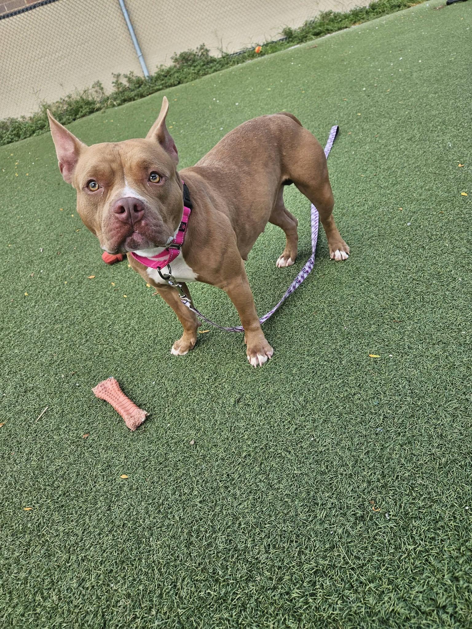 Enlarge Peaches, a Adopted mixed breed in Cleveland, OH image 4/4