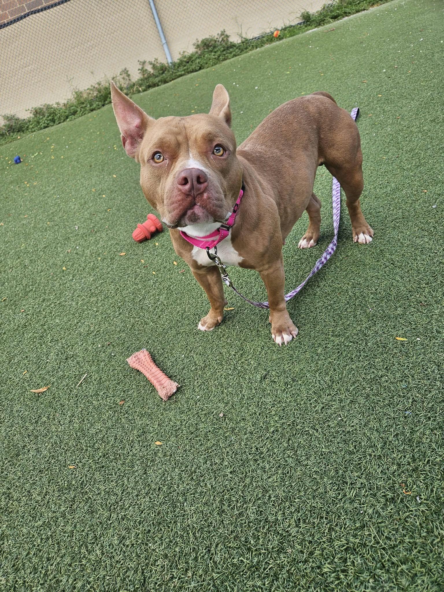 Enlarge Peaches, a Adopted mixed breed in Cleveland, OH image 1/4