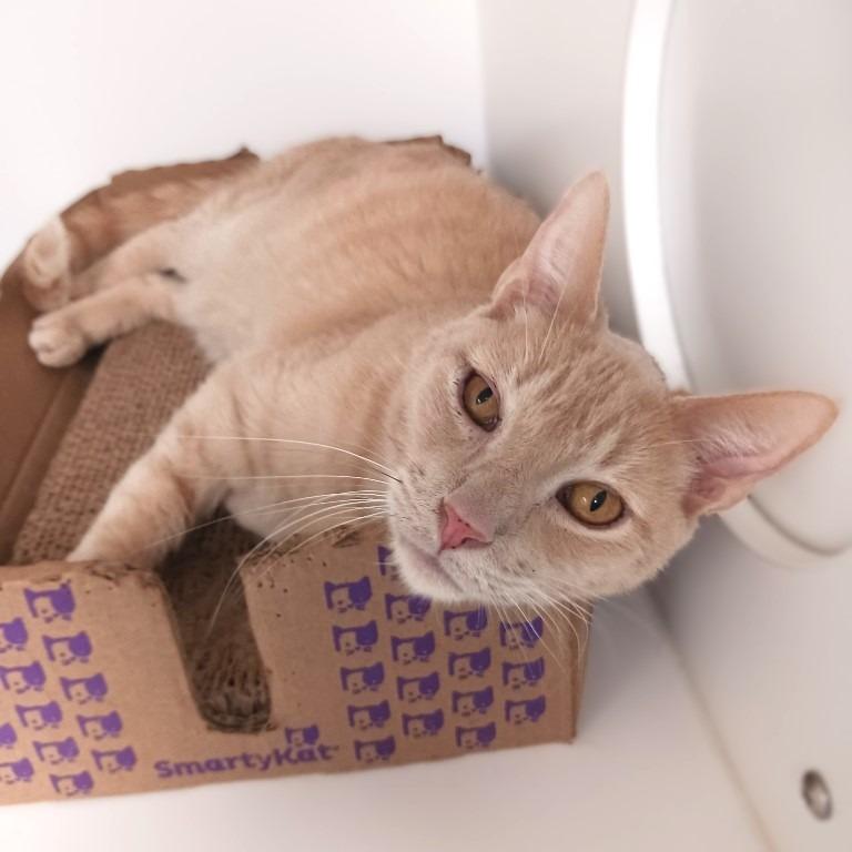 Toby, Adoptable, Adult Male Domestic Short Hair.