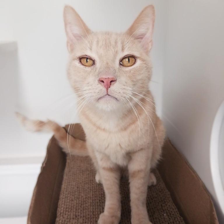 Enlarge Toby, a Adoptable Domestic Short Hair in Prairie du Chien, WI image 2/3