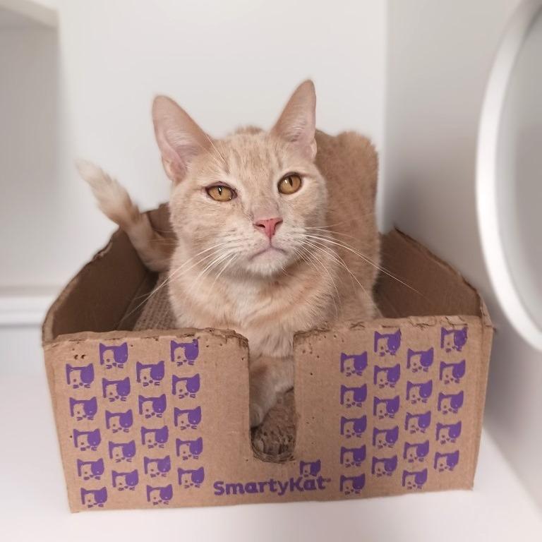 Enlarge Toby, a Adoptable Domestic Short Hair in Prairie du Chien, WI image 3/3