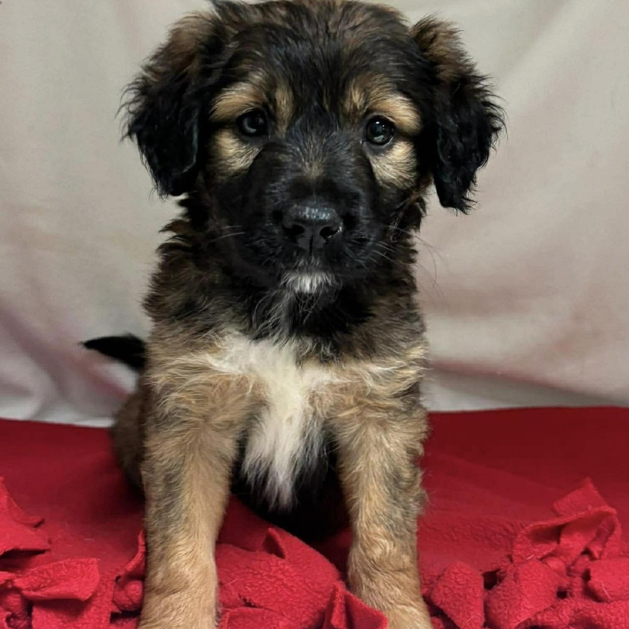 Enlarge Nikki , a ADOPTABLE Mixed Breed in Pelham, NH image 6/6