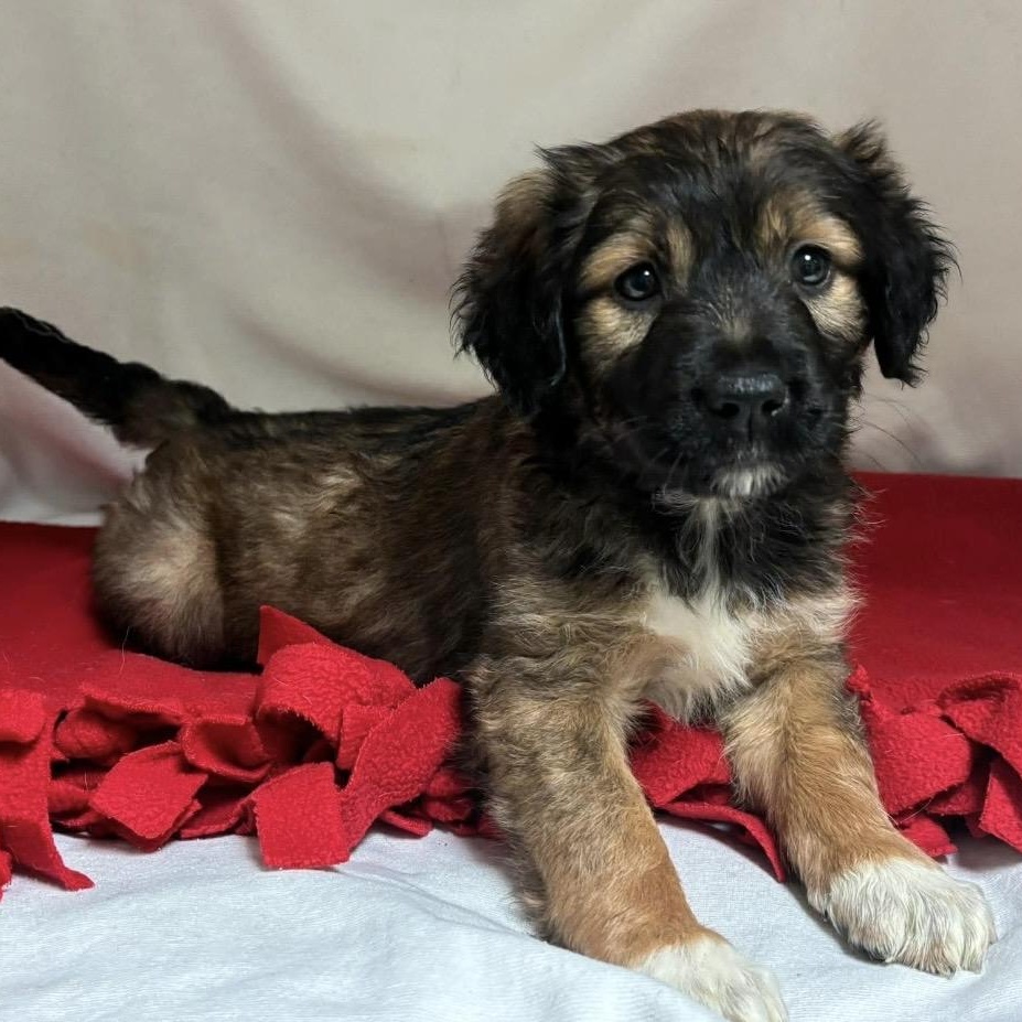 Enlarge Nikki , a ADOPTABLE Mixed Breed in Pelham, NH image 2/6