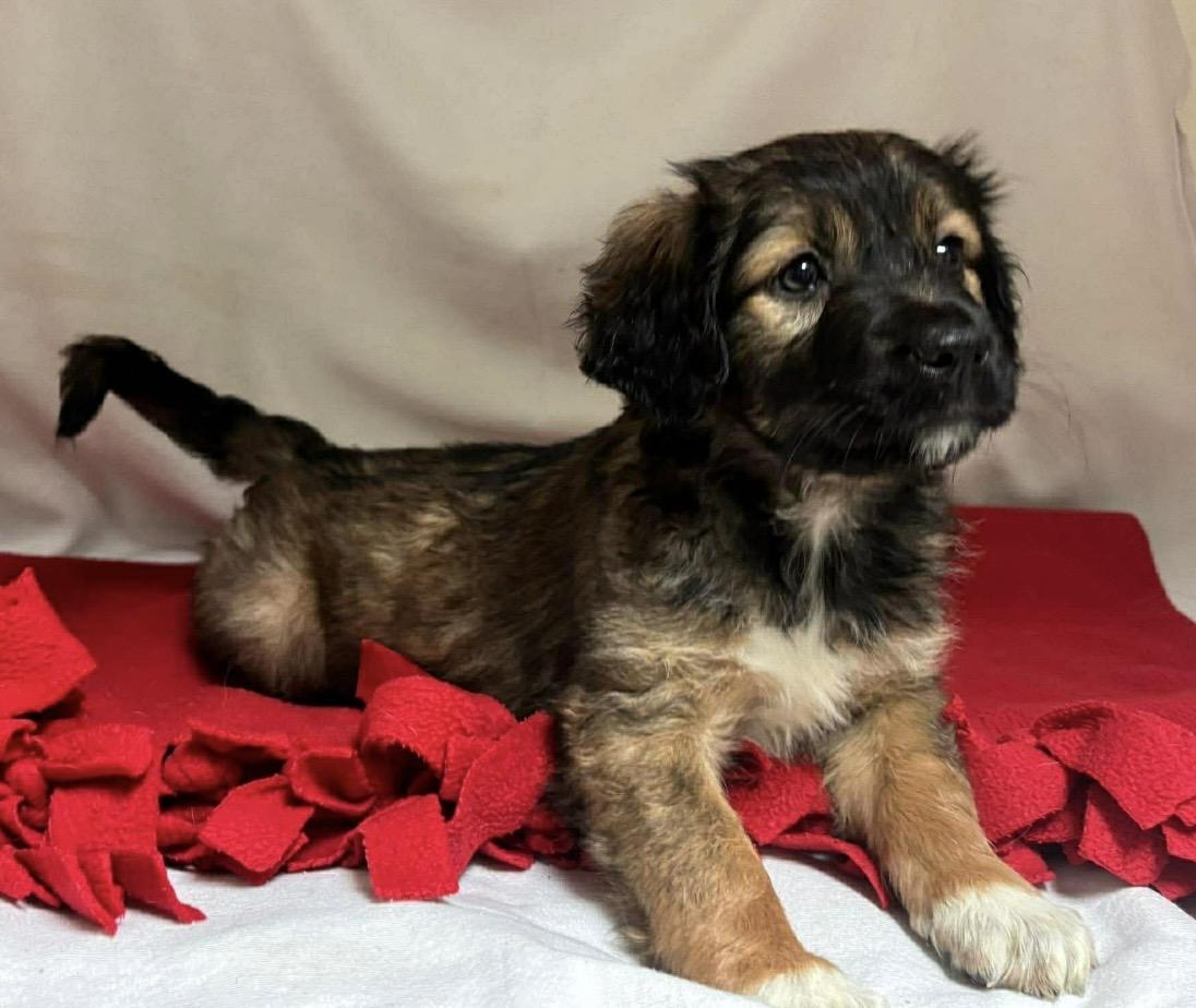 Enlarge Nikki , a ADOPTABLE Mixed Breed in Pelham, NH image 3/6