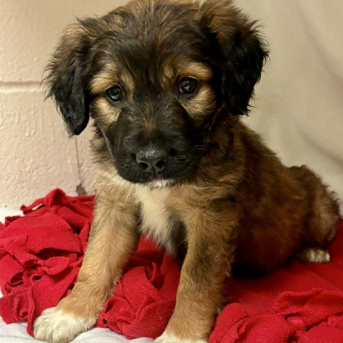 Enlarge Nikki , a ADOPTABLE Mixed Breed in Pelham, NH image 4/6