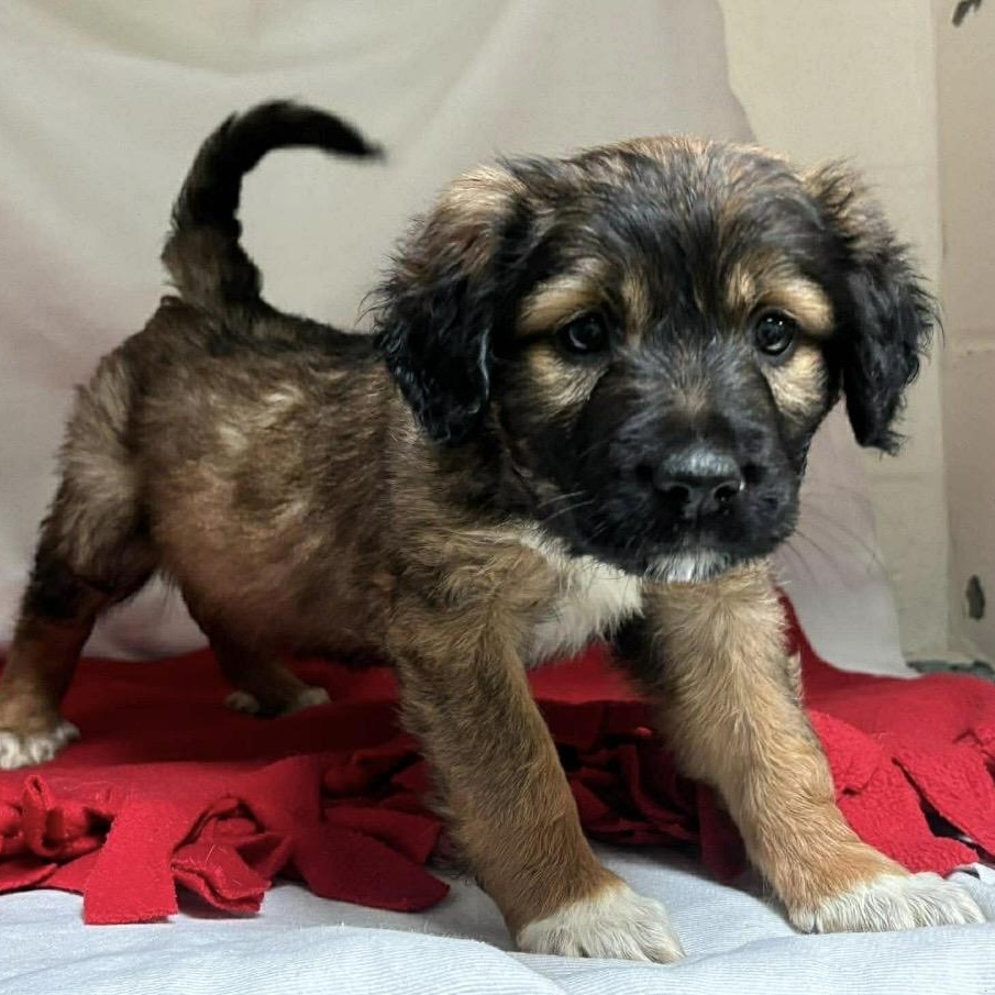 Enlarge Nikki , a ADOPTABLE Mixed Breed in Pelham, NH image 5/6