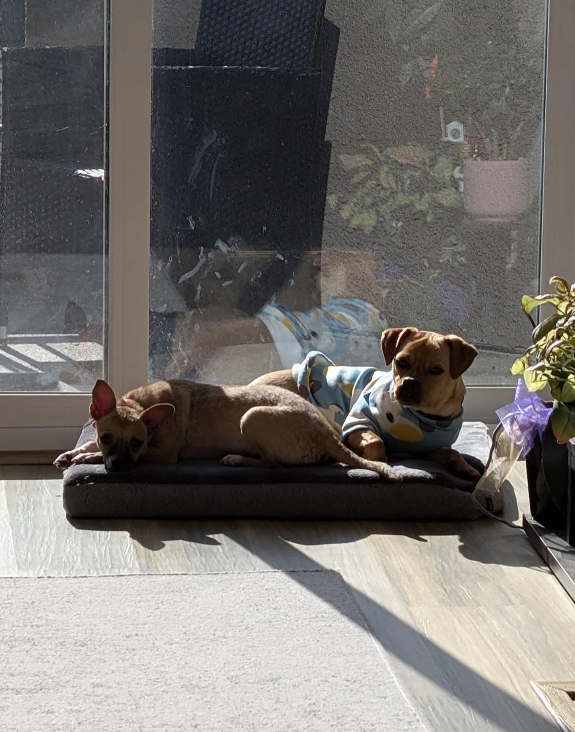 Enlarge Missy, a Adoptable mixed breed in Pasadena, CA image 5/6