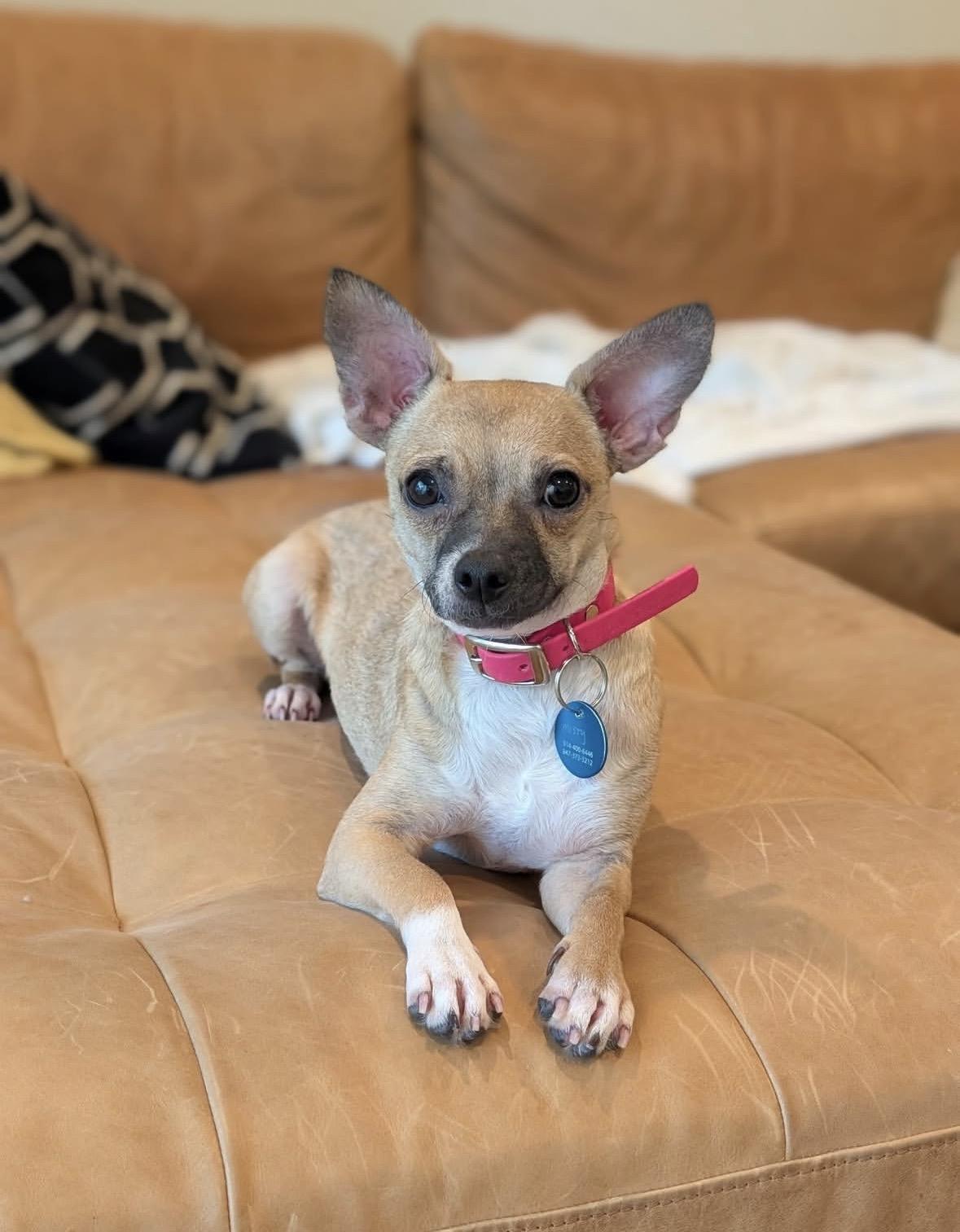 Missy, Adoptable, Young Female Chihuahua.