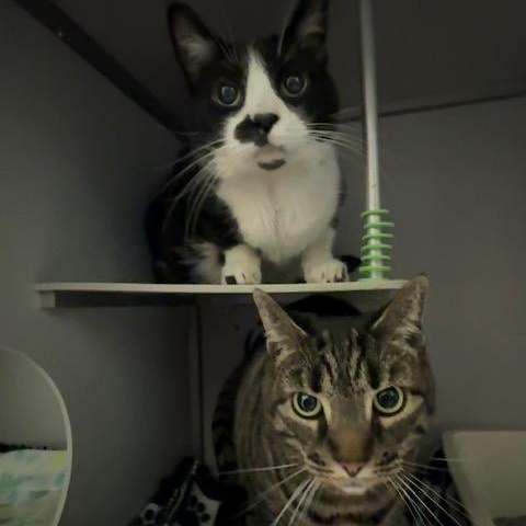 Enlarge Lila, a ADOPTABLE Domestic Short Hair in Honesdale, PA image 4/5
