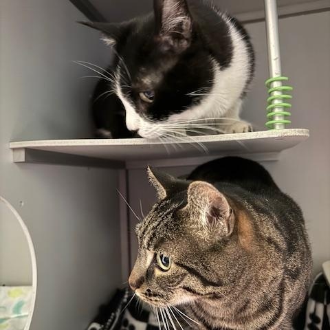 Enlarge Lila, a ADOPTABLE Domestic Short Hair in Honesdale, PA image 5/5