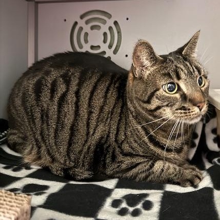 Enlarge Lila, a ADOPTABLE Domestic Short Hair in Honesdale, PA image 3/5