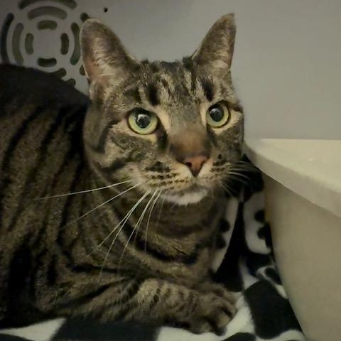 Enlarge Lila, a ADOPTABLE Domestic Short Hair in Honesdale, PA image 1/5