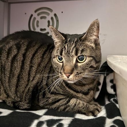 Enlarge Lila, a ADOPTABLE Domestic Short Hair in Honesdale, PA image 2/5
