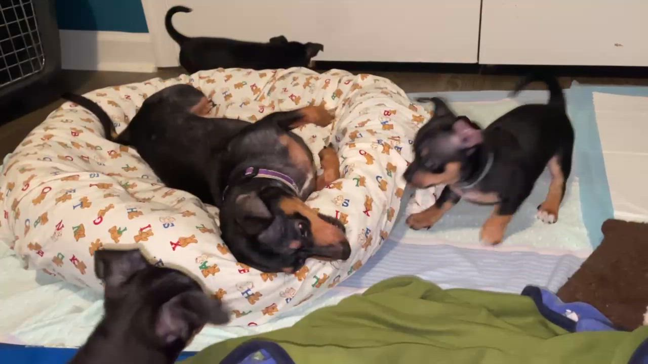 Enlarge Sydney, a Adoptable mixed breed in Shermans Dale, PA video 6/6