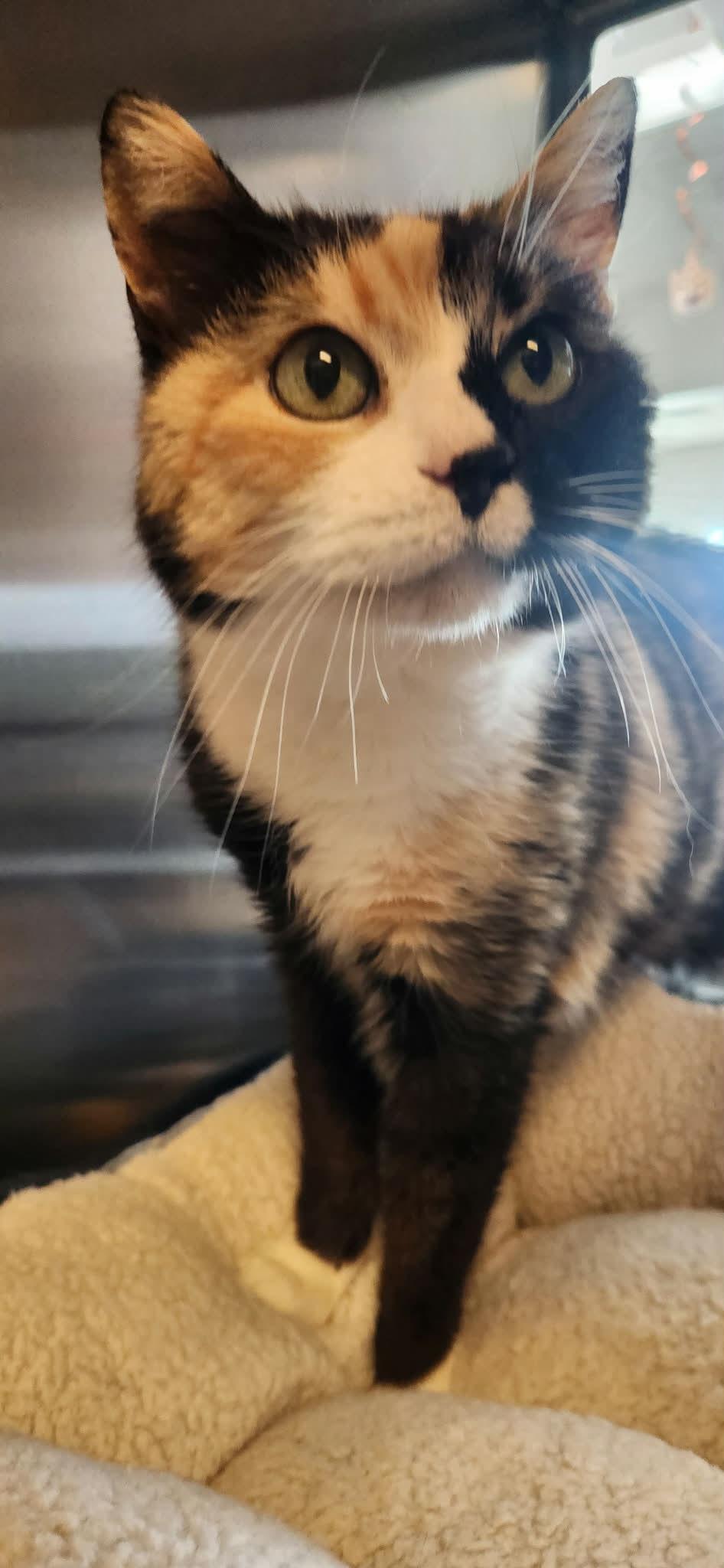 Beatrice, ADOPTABLE, Senior Female Domestic Short Hair.