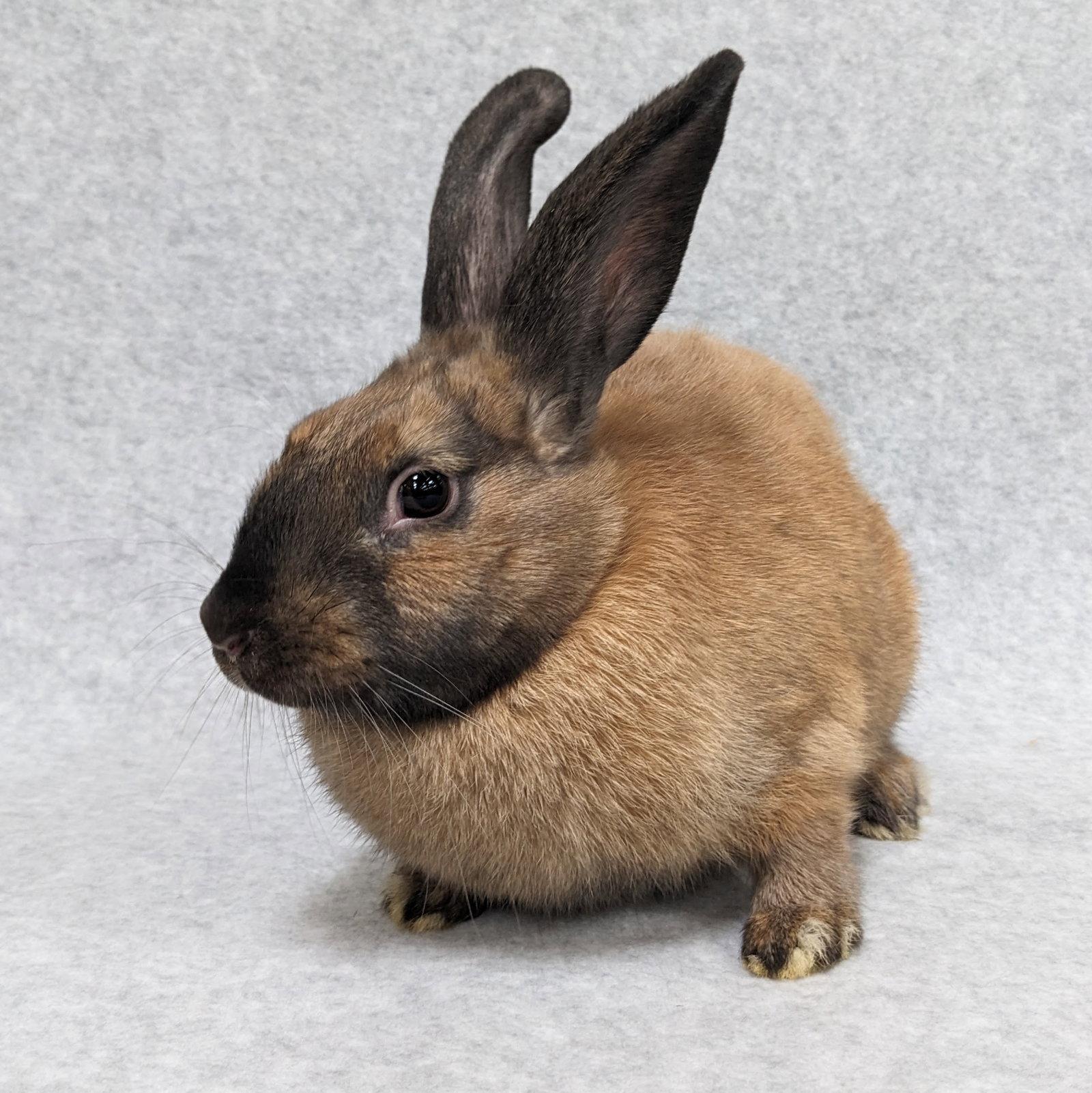 Enlarge Louise, a Adoptable American in Antioch, CA image 1/1