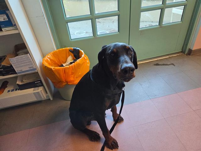 HARDEES, Adoptable, Young Male Doberman Pinscher.