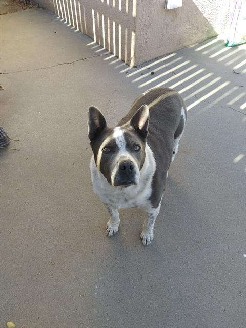 HANK, Adoptable, Adult Male Pit Bull Terrier & Mixed Breed.