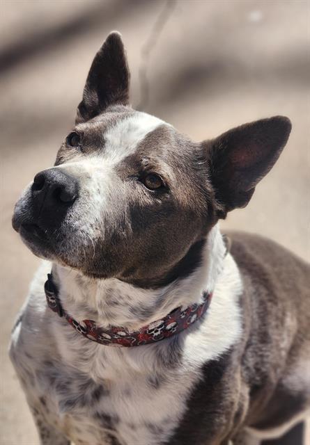 HANK, Adoptable, Adult Male Pit Bull Terrier & Mixed Breed.