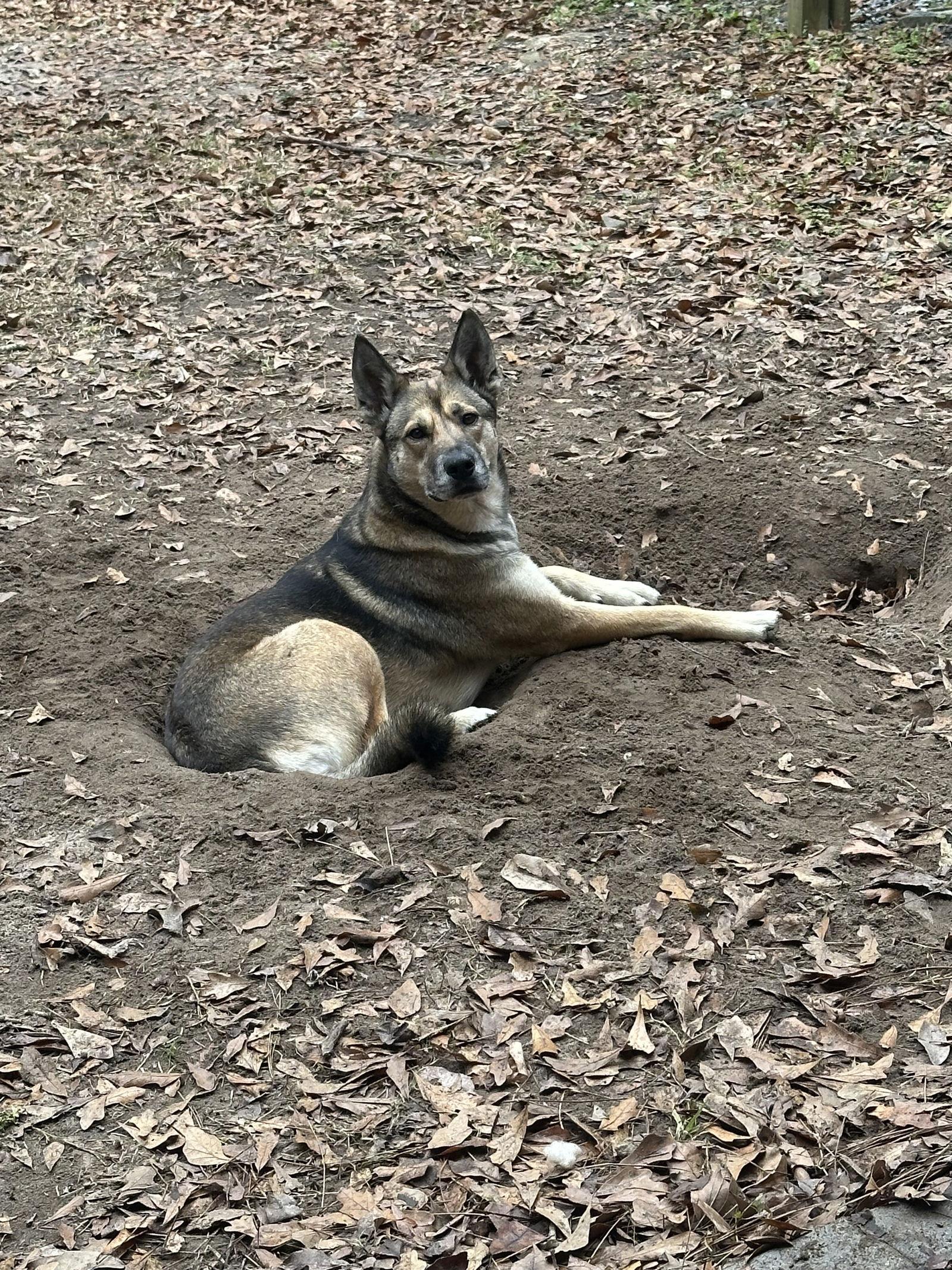 Princess, a Adoptable German Shepherd Dog in Mobile, AL image 1/3