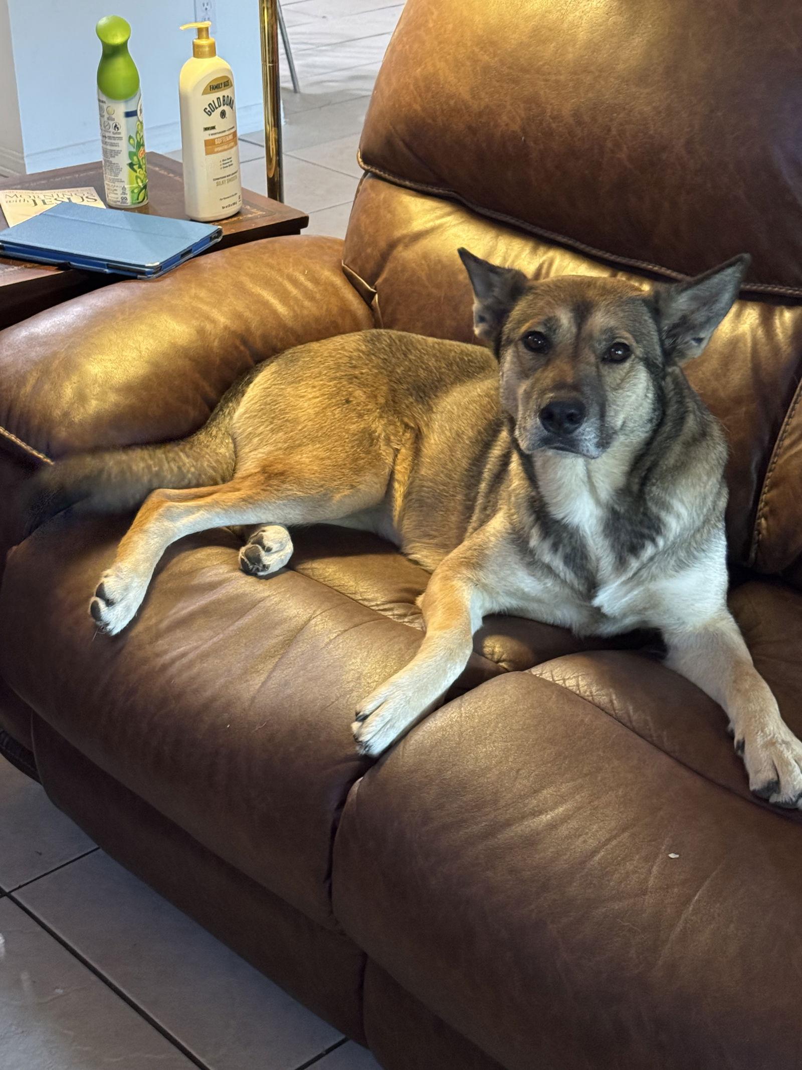 Princess, a Adoptable German Shepherd Dog in Mobile, AL image 2/3