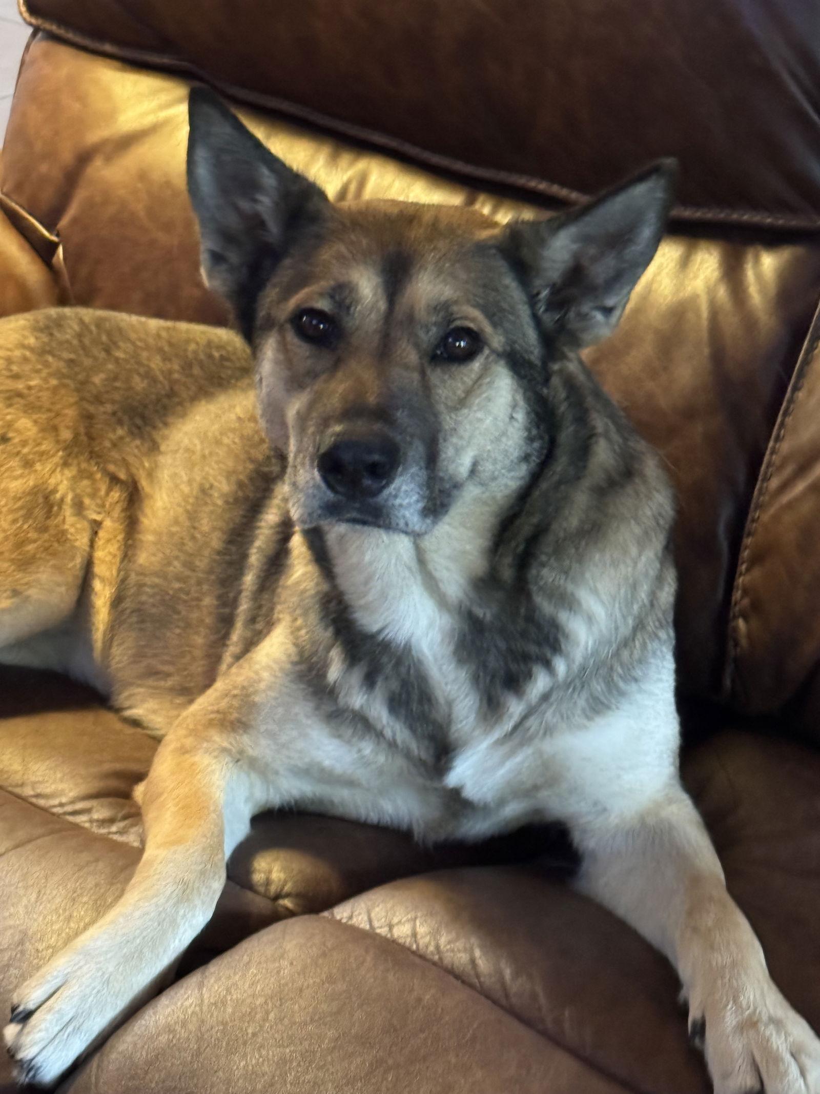 Princess, a Adoptable German Shepherd Dog in Mobile, AL image 3/3