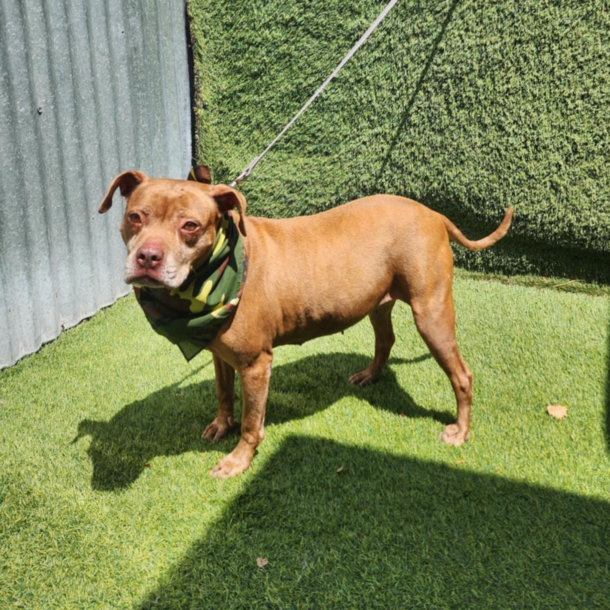 Chevy — thumbnail 3