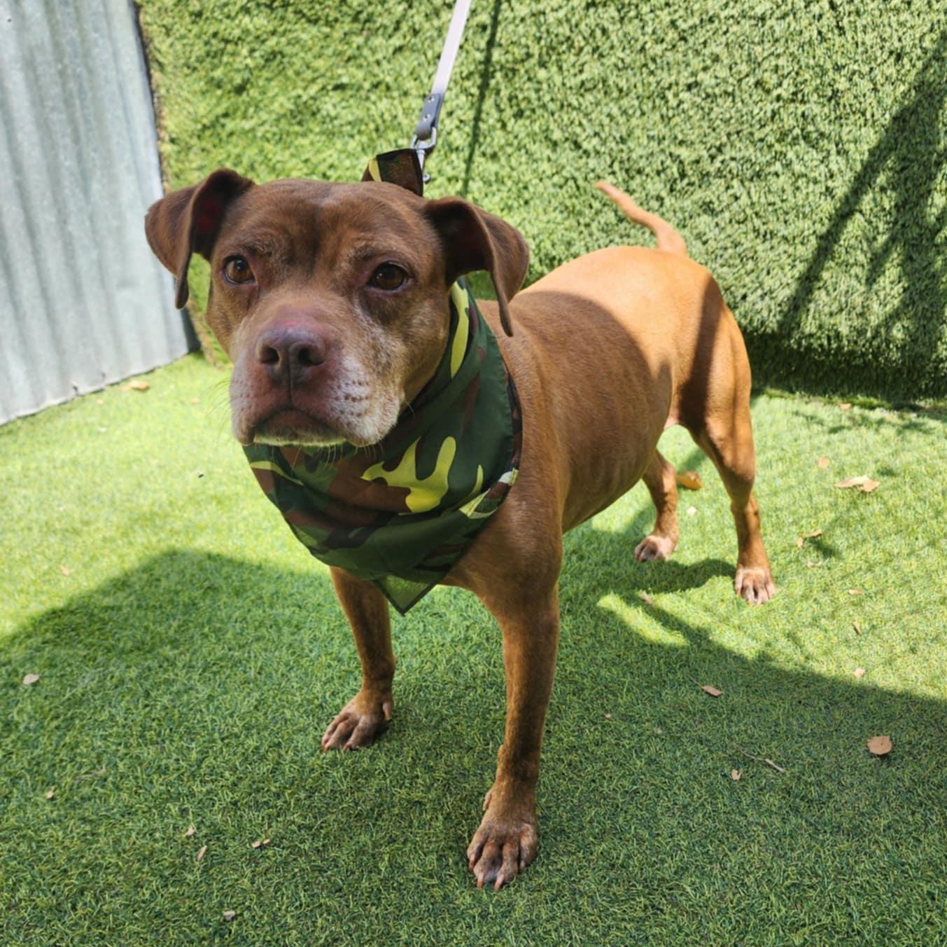 Chevy — thumbnail 5