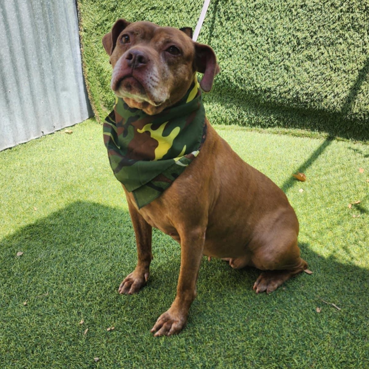 Chevy — thumbnail 6