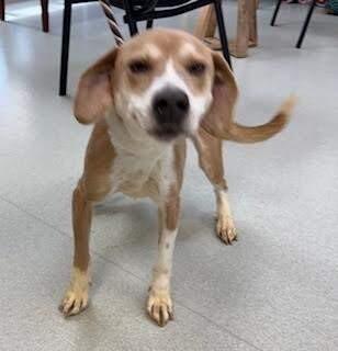 Troy, Adoptable, Adult Male Foxhound & Beagle.