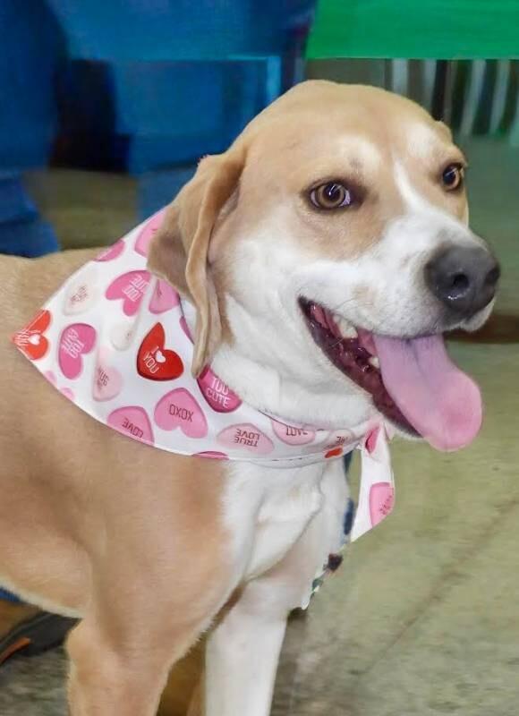 Enlarge Troy, a Adoptable mixed breed in Maryville, TN image 2/2