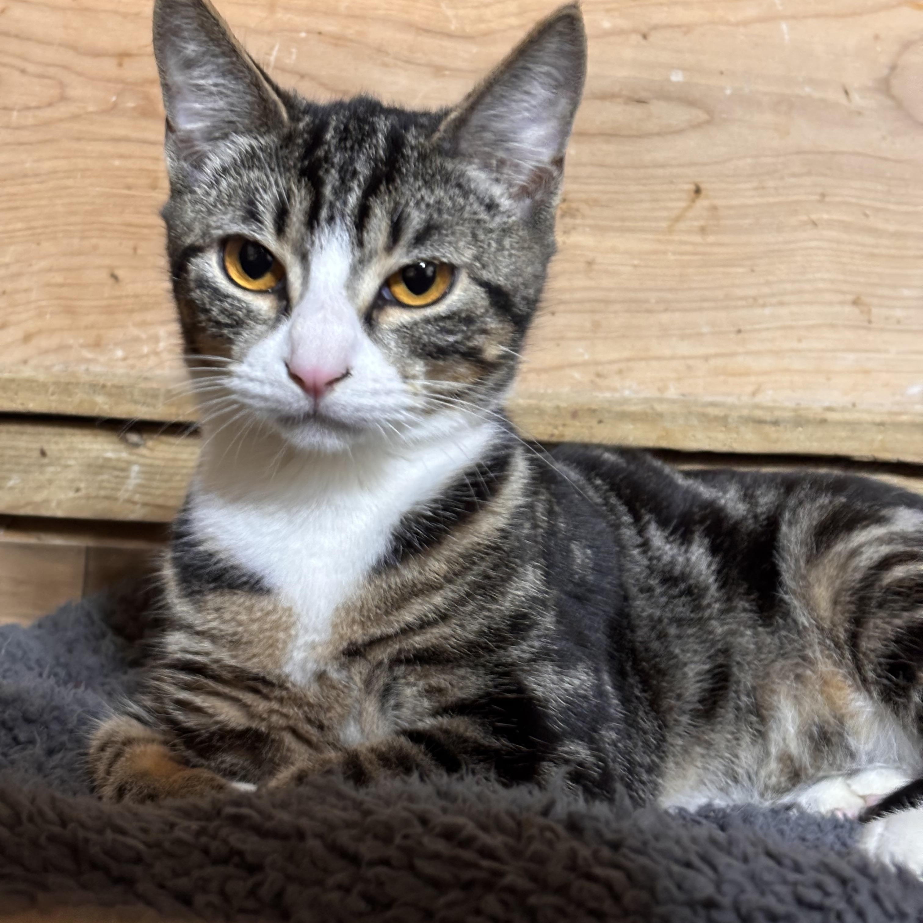 Rosemary, ADOPTABLE, Young Female American Shorthair.