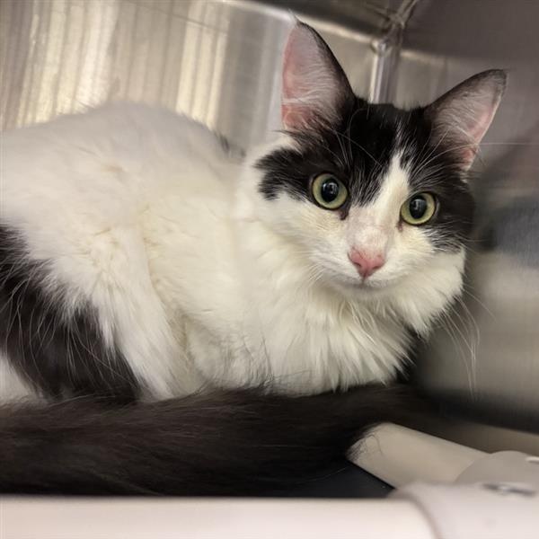Enlarge Oreo, a Adoptable Domestic Long Hair in Prince Frederick, MD image 2/5