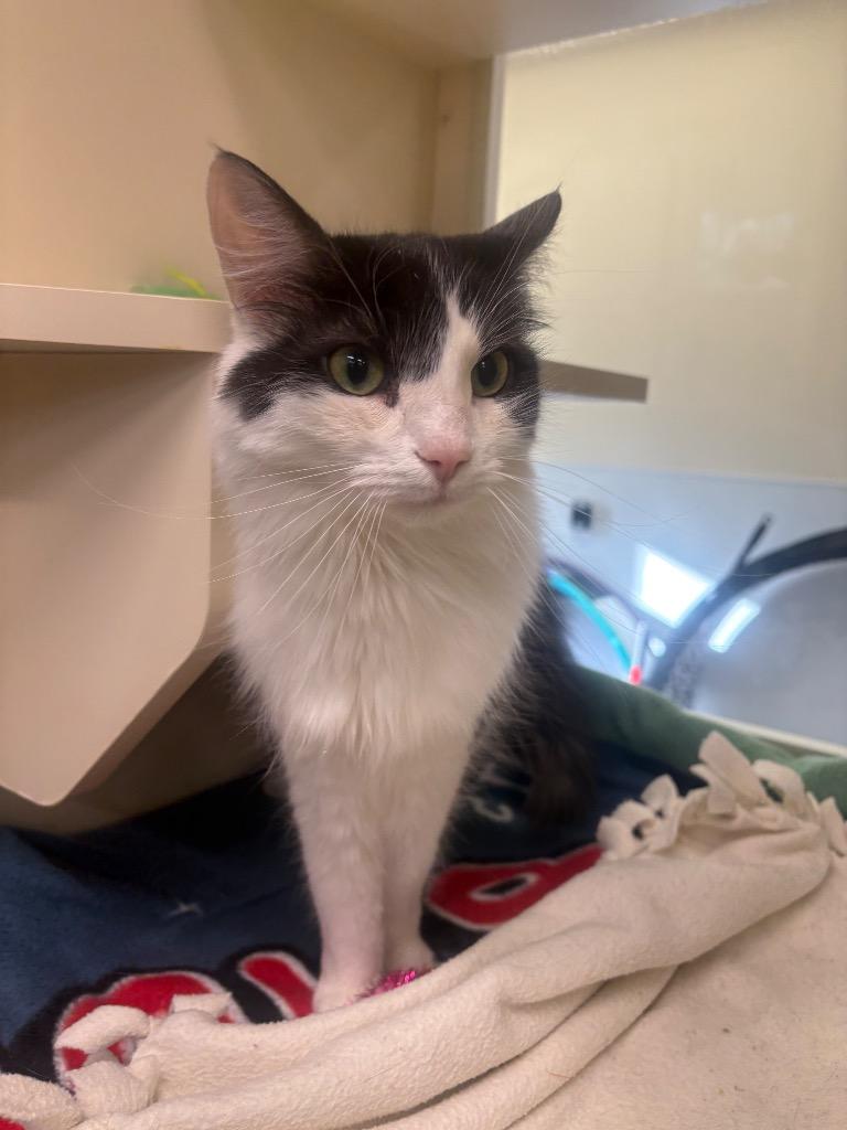 Enlarge Oreo, a Adoptable Domestic Long Hair in Prince Frederick, MD image 5/5