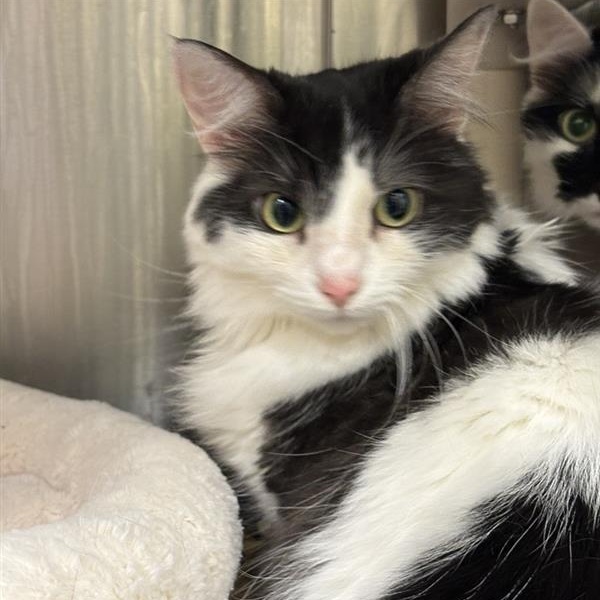 Enlarge Oreo, a Adoptable Domestic Long Hair in Prince Frederick, MD image 3/5