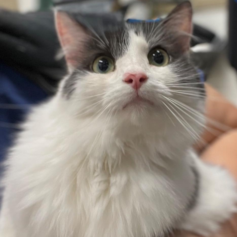 Enlarge Oreo, a Adoptable Domestic Long Hair in Prince Frederick, MD image 4/5